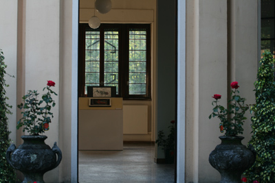 rosa ingresso
